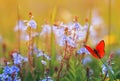 Beautiful little orange butterfly sits on a summer meadow with lush green grass and bright blue flowers on a Sunny day Royalty Free Stock Photo