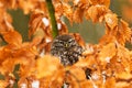 Beautiful little owl in winter, camouflaged by leaves.