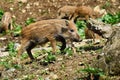 Beautiful little pigs wild in nature. Wild boar. Animal in the forest Royalty Free Stock Photo