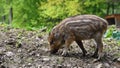 Beautiful little pigs wild in nature. Wild boar. Animal in the forest Royalty Free Stock Photo