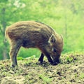 Beautiful little pigs wild in nature. Wild boar. Animal in the forest