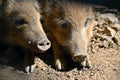 Beautiful little pigs wild in nature. Wild boar. Animal in the forest Royalty Free Stock Photo