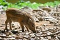 Beautiful little pigs wild in nature. Wild boar. Animal in the forest Royalty Free Stock Photo