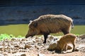 Beautiful little pigs wild in nature. Wild boar. Animal in the forest Royalty Free Stock Photo