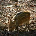 Beautiful little pigs wild in nature. Wild boar. Animal in the forest. Cute young.