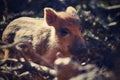 Beautiful little pigs wild in nature. Wild boar. Animal in the spring forest Royalty Free Stock Photo