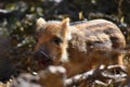 Beautiful little pigs wild in nature. Wild boar. Animal in the spring forest Royalty Free Stock Photo