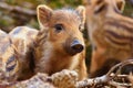 Beautiful little pigs wild in nature. Wild boar. Animal in the spring forest Royalty Free Stock Photo