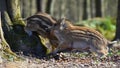 Beautiful little pigs wild in nature. Wild boar. Animal in the forest Royalty Free Stock Photo