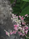 Beautiful little pink flowers in the garden Royalty Free Stock Photo