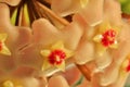 Beautiful little pink flowers with a red center close up Royalty Free Stock Photo