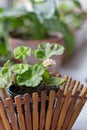 Beautiful little pink pelargonia in a pot Royalty Free Stock Photo