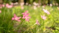 Beautiful little pink Rain lily petals on fresh green leaf, pretty tiny vivid corolla blooming under morning sunlight Royalty Free Stock Photo