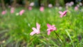 Beautiful little pink Rain lily petals on fresh green leaf, pretty tiny vivid corolla blooming under morning sunlight Royalty Free Stock Photo