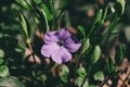 Little purple flower