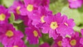 Beautiful little purple flowers. Blurred natural background at spring or summer season.
