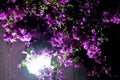 beautiful little purple flowers in the dark, lit by a lamp