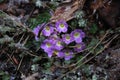 Beautiful little purple flowers with dew close-up on the ground in the early morning Royalty Free Stock Photo