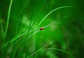 A beautiful little red beetle that looks like a ladybug sits on a green juicy blade of grass in the open air in the garden. Royalty Free Stock Photo