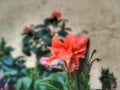 The beautiful little red flower seduces me Royalty Free Stock Photo