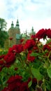 Beautiful little red rose Bush in the Park at Rosenborg castle in Copenhagen. Vertical view Royalty Free Stock Photo