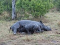 Breastfeeding Rhino mother