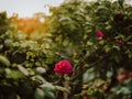 Beautiful little rose flower under sunlight in the garden | Dreamy daylight