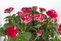 Beautiful little roses in a bouquet on a white background close-up Royalty Free Stock Photo