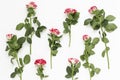 Beautiful little roses flat layout on white background Royalty Free Stock Photo