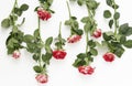 Beautiful little roses flat layout on white background Royalty Free Stock Photo