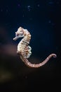 Little seahorse or sea horse in a dark aquarium