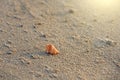 Beautiful Little shell lies on the sea sand Royalty Free Stock Photo