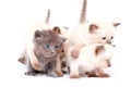 Beautiful little siamese four kittens one on the other white background. Isolated on white background.