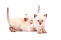 Beautiful little siamese kittens one mewing on camera on white background. Isolated on white background. Royalty Free Stock Photo