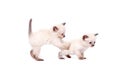 Beautiful little siamese kittens are playing on camera on white background. Isolated on white background.