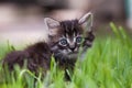 Beautiful, little Siberian striped kitten in the park in the green grass.