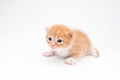 Beautiful little small cat kitty red pet newborn with dark eyes lying on white background with copy space Royalty Free Stock Photo