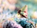 a beautiful little snail on the coral reef