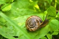 Beautiful Little snail on the green leaf Royalty Free Stock Photo