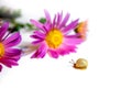 Beautiful little snail loves flowers Royalty Free Stock Photo