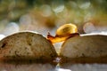 Beautiful little snails crossing rocks in a tropical garden Royalty Free Stock Photo