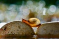 Beautiful little snails crossing rocks in a tropical garden Royalty Free Stock Photo