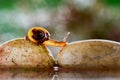 Beautiful little snails crossing rocks in a tropical garden Royalty Free Stock Photo