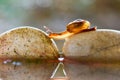 Beautiful little snails crossing rocks in a tropical garden Royalty Free Stock Photo