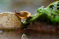 Beautiful little snails crossing rocks in a tropical garden Royalty Free Stock Photo