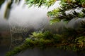 Wet Spider Web in the Forest Royalty Free Stock Photo