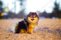 Beautiful little Spitz puppy sits on a background of sand and beach. funny smiling dog with an open mouth. strapped on a leash