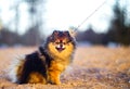 Beautiful little Spitz puppy sits on a background of sand and beach. funny smiling dog with an open mouth. strapped on a leash