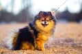 Beautiful little Spitz puppy sits on a background of sand and beach. funny smiling dog with an open mouth. strapped on a leash