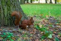 Beautiful red squirrel in the forest eating a nut